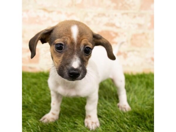 Chiweenie DOG Female Wild Boar 18017 Petland Topeka, Kansas