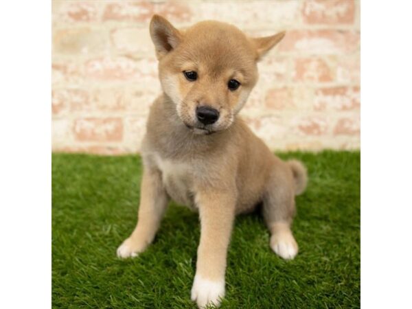 Shiba Inu DOG Male Red Sesame 18020 Petland Topeka, Kansas