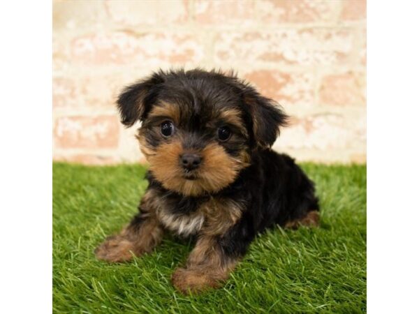 Yorkshire Terrier DOG Female Black / Tan 18021 Petland Topeka, Kansas