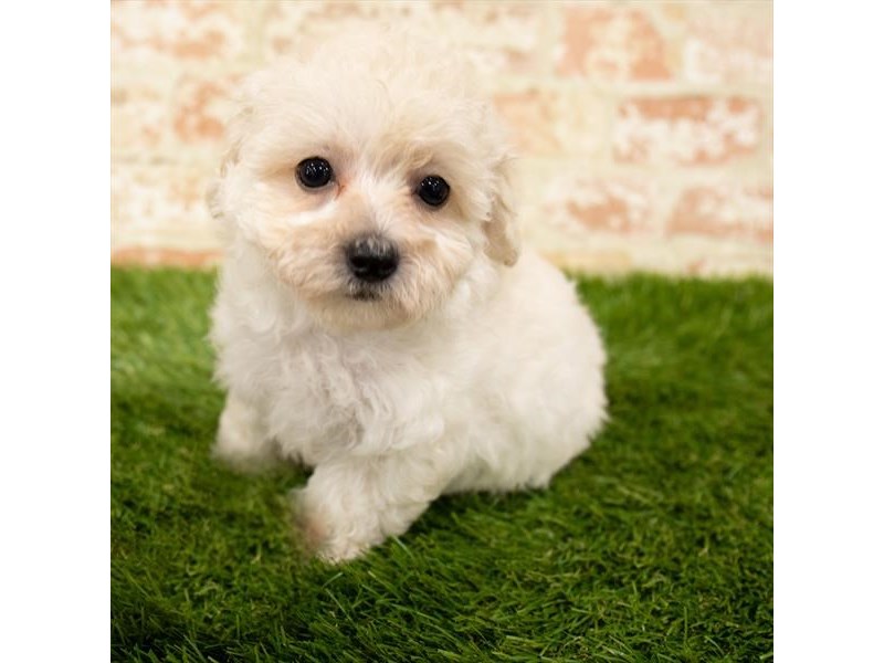 Poodle Puppy Cream ID:18019 Located at Petland Topeka, Kansas