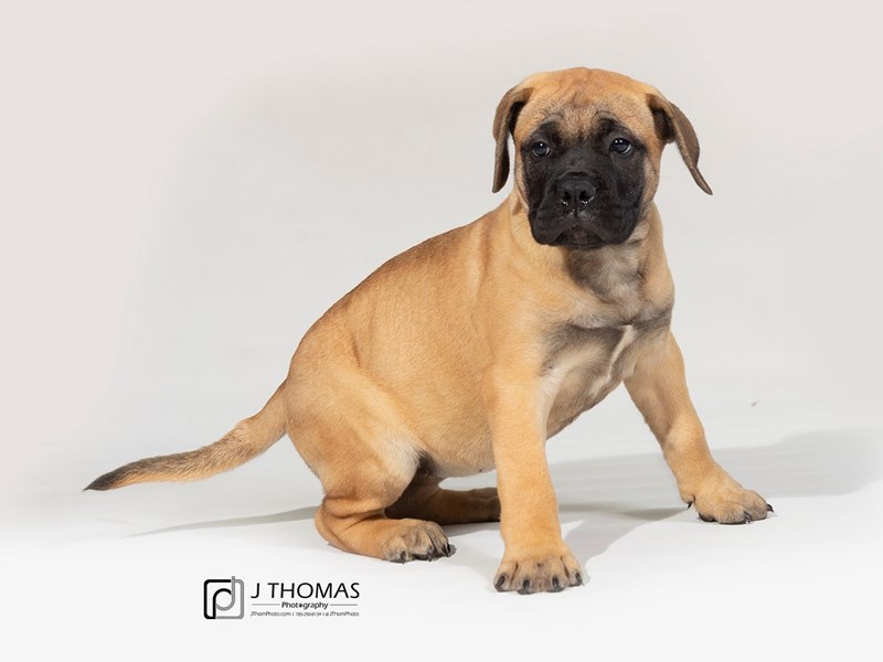 Female bullmastiff sales