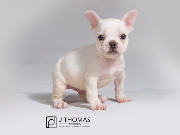 French Bulldog-DOG-Male-Cream-18018-Petland Topeka, Kansas