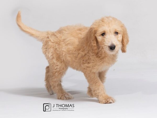 Goldendoodle DOG Female Apricot 18016 Petland Topeka, Kansas