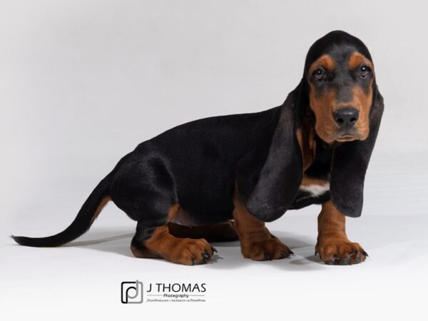 Basset Hound-DOG-Female--18014-Petland Topeka, Kansas