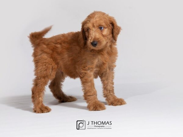 Goldendoodle DOG Male Apricot 18013 Petland Topeka, Kansas