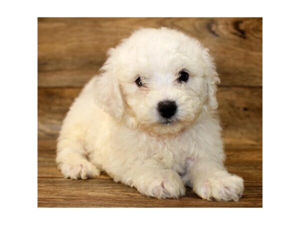 Bichon Frise DOG Male White 18026 Petland Topeka, Kansas