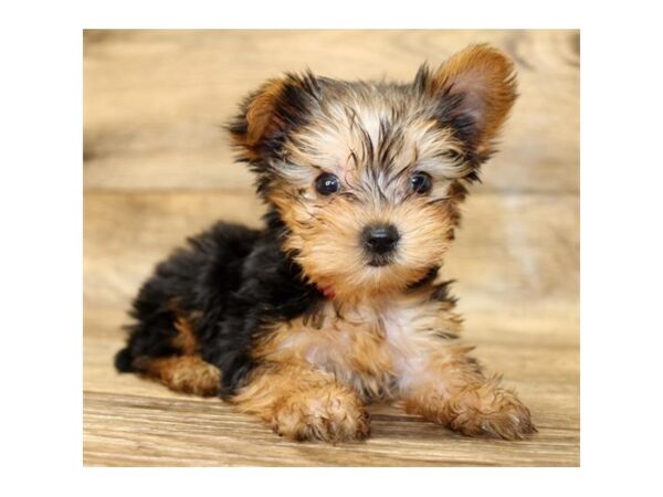 Yorkshire Terrier DOG Female Black / Tan 18027 Petland Topeka, Kansas