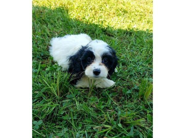 Cock A Poo DOG Female White / Black 18030 Petland Topeka, Kansas