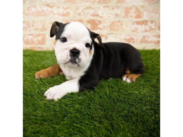 English Bulldog DOG Female Black 18050 Petland Topeka, Kansas