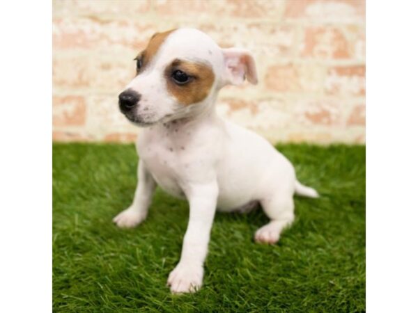 Jack Russell Terrier-DOG-Female-White-18039-Petland Topeka, Kansas