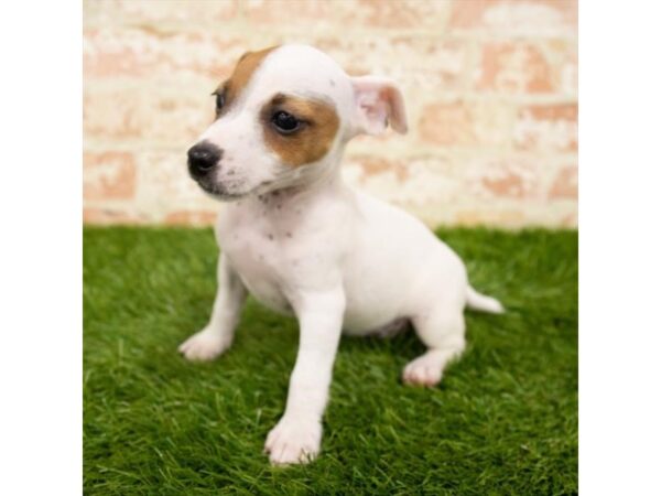 Jack Russell Terrier DOG Female White 18039 Petland Topeka, Kansas