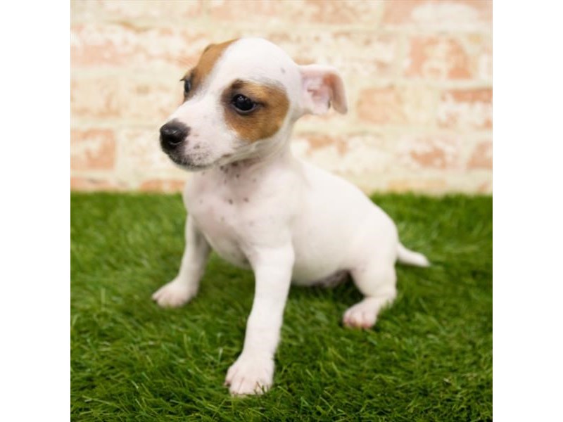 Jack Russell Terrier-DOG-Female-White-2828885-Petland Topeka, Kansas