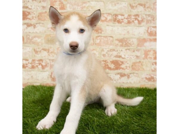 Siberian Husky DOG Male Red / White 18035 Petland Topeka, Kansas