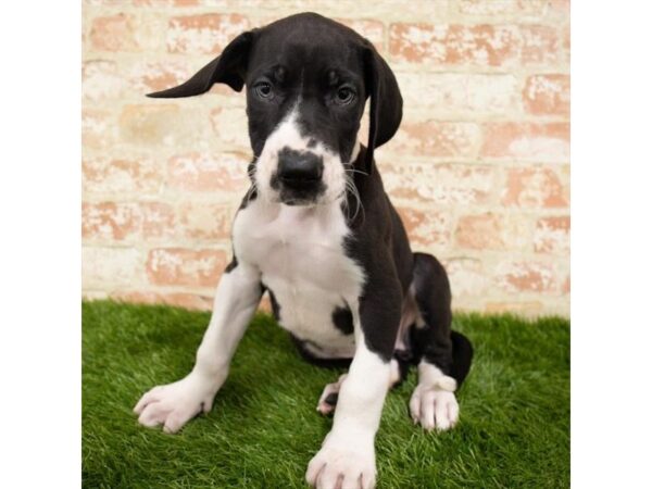 Great Dane DOG Female Black / White 18033 Petland Topeka, Kansas