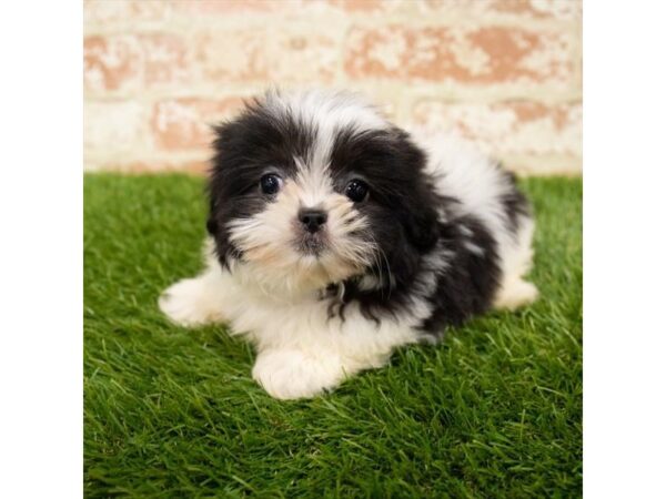 Shih Tzu-DOG-Female-Black / White-18034-Petland Topeka, Kansas