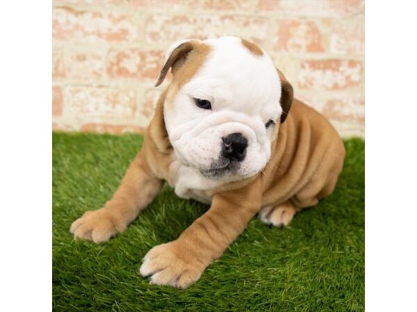 Bulldog DOG Male Red 18032 Petland Topeka, Kansas