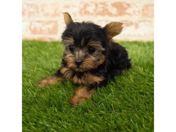 Yorkshire Terrier DOG Male Black / Tan 18038 Petland Topeka, Kansas