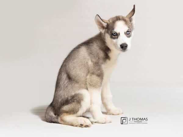 Siberian Husky-DOG-Female--18041-Petland Topeka, Kansas