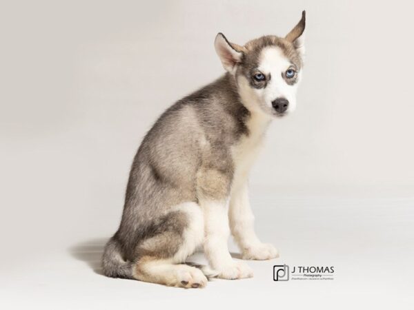 Siberian Husky DOG Female 18041 Petland Topeka, Kansas