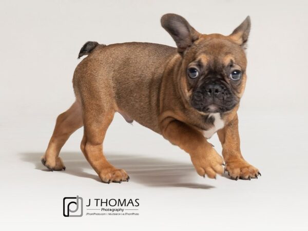 French Bulldog DOG Male Sable 18040 Petland Topeka, Kansas