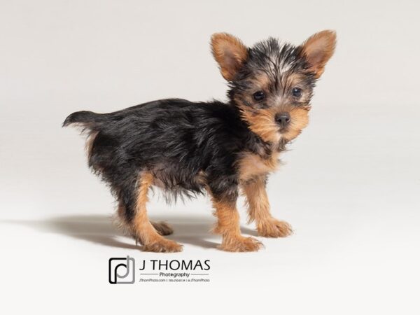 Silky Terrier DOG Female Black / Tan 18036 Petland Topeka, Kansas