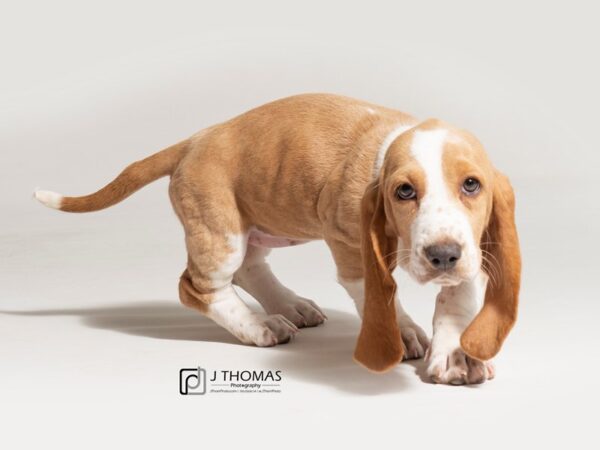 Basset Hound DOG Female 18031 Petland Topeka, Kansas