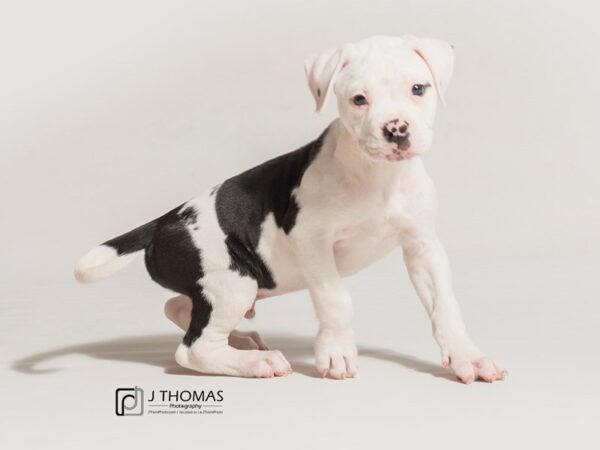 American Bulldog-DOG-Male--18028-Petland Topeka, Kansas