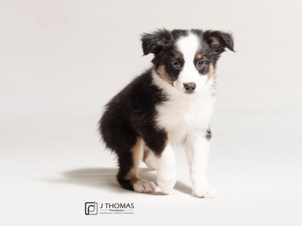 Miniature American Shepherd-DOG-Male--18024-Petland Topeka, Kansas