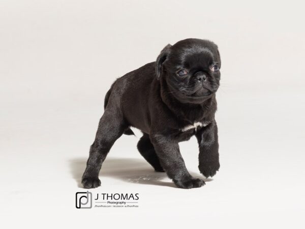 Pug DOG Female 18029 Petland Topeka, Kansas