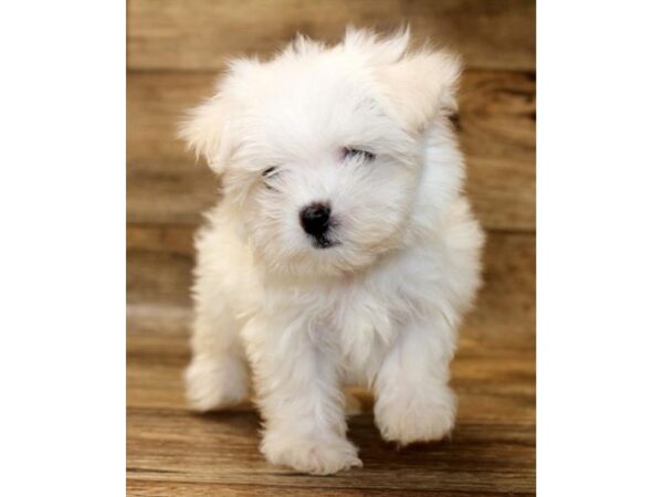 Maltese DOG Female White 18042 Petland Topeka, Kansas