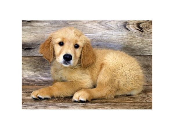 Golden Retriever-DOG-Female-Golden-18046-Petland Topeka, Kansas