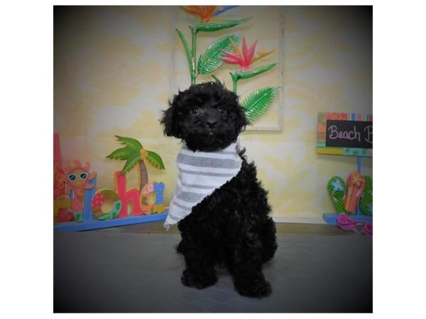 Poodle DOG Male Black 18047 Petland Topeka, Kansas