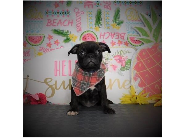 Boston/Pug-DOG-Male-Brindle-18048-Petland Topeka, Kansas