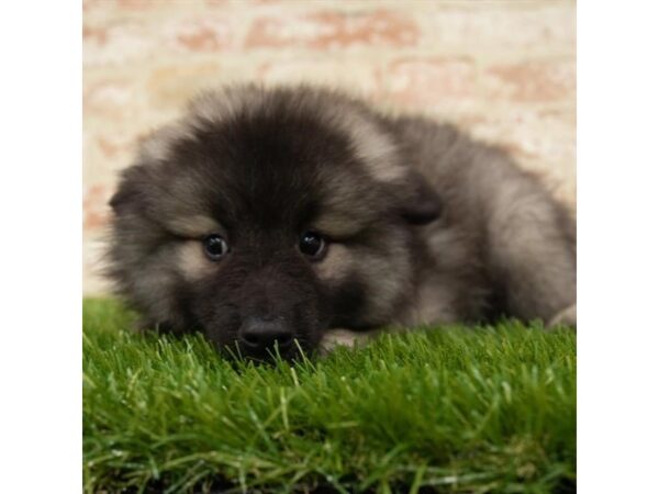 Keeshond-DOG-Female-Silver Sable-18051-Petland Topeka, Kansas