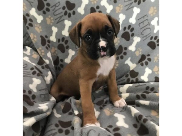 Boxer-DOG-Female-Fawn-18049-Petland Topeka, Kansas