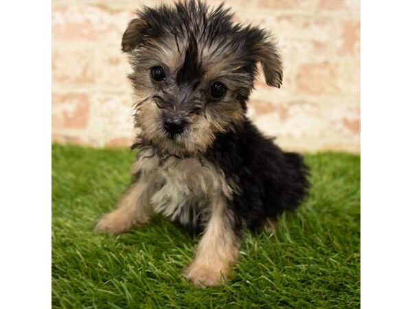 Yorkiepoo DOG Female Black / Tan 18069 Petland Topeka, Kansas