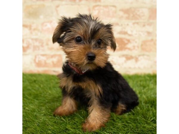 Yorkshire Terrier DOG Female Black / Tan 18066 Petland Topeka, Kansas