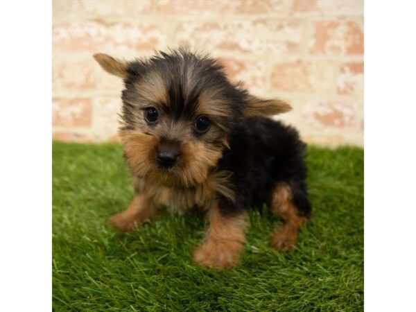 Yorkshire Terrier-DOG-Female-Black / Tan-18067-Petland Topeka, Kansas