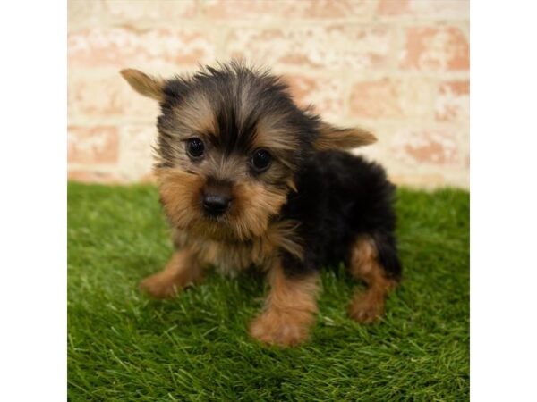 Yorkshire Terrier DOG Female Black / Tan 18067 Petland Topeka, Kansas