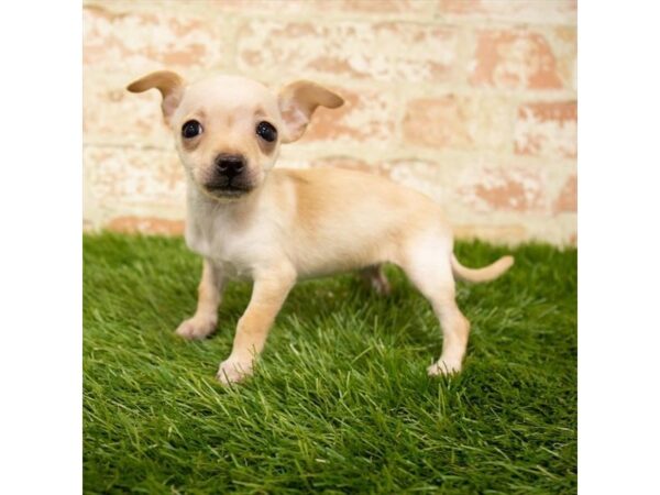 Chihuahua DOG Female Cream 18062 Petland Topeka, Kansas