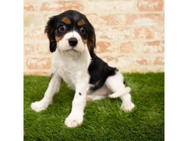 Cavalier King Charles Spaniel DOG Female Black White / Tan 18061 Petland Topeka, Kansas