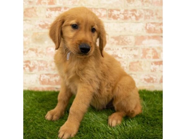 Golden Retriever DOG Male Dark Golden 18065 Petland Topeka, Kansas