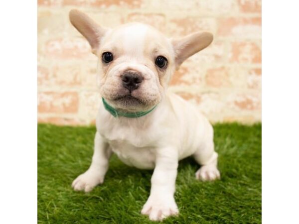 French Bulldog DOG Male Cream 18064 Petland Topeka, Kansas