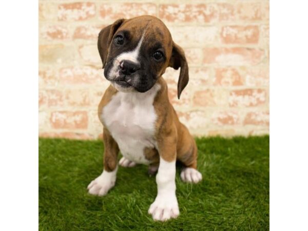 Boxer DOG Male Brindle 18060 Petland Topeka, Kansas