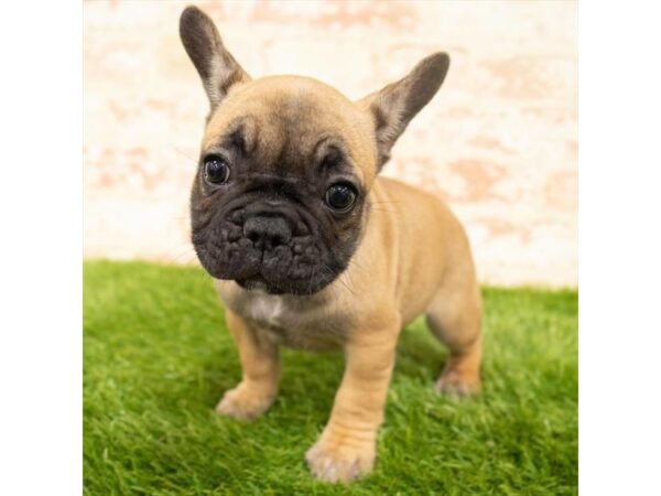 French Bulldog DOG Female Fawn 18063 Petland Topeka, Kansas