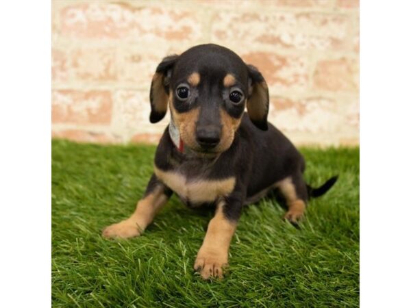 Dachshund DOG Male Black / Tan 18071 Petland Topeka, Kansas