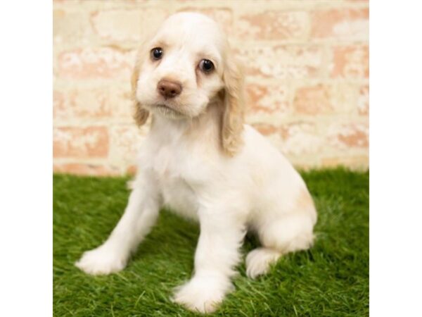 Cocker Spaniel DOG Female Buff / White 18070 Petland Topeka, Kansas