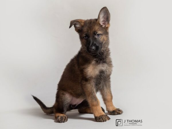 German Shepherd Dog DOG Female Sable 18059 Petland Topeka, Kansas