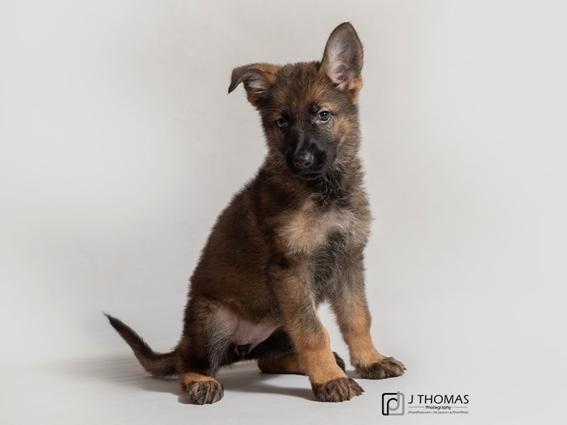 German Shepherd Dog-DOG-Female-Sable-2835360-Petland Topeka, Kansas