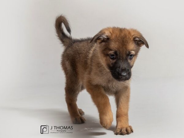 German Shepherd Dog DOG Female Sable 18058 Petland Topeka, Kansas